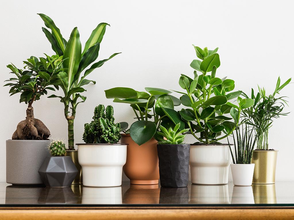 These Winter Indoor Plants Will Keep Winter Bugs Away