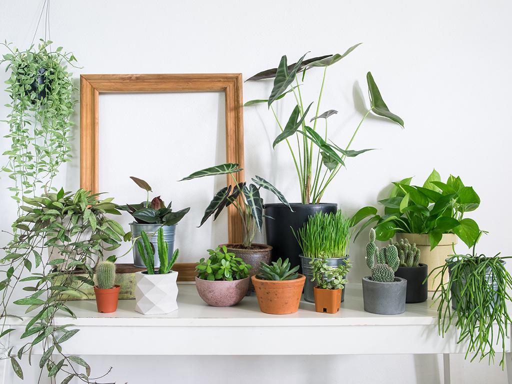 The Lidl Houseplant Collection Is a Air-Purifying Home Decor Dream