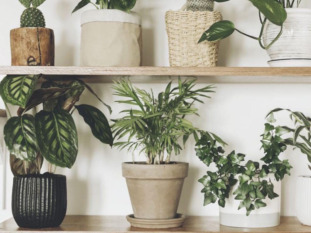 The Lidl Houseplant Collection Is a Air-Purifying Home Decor Dream