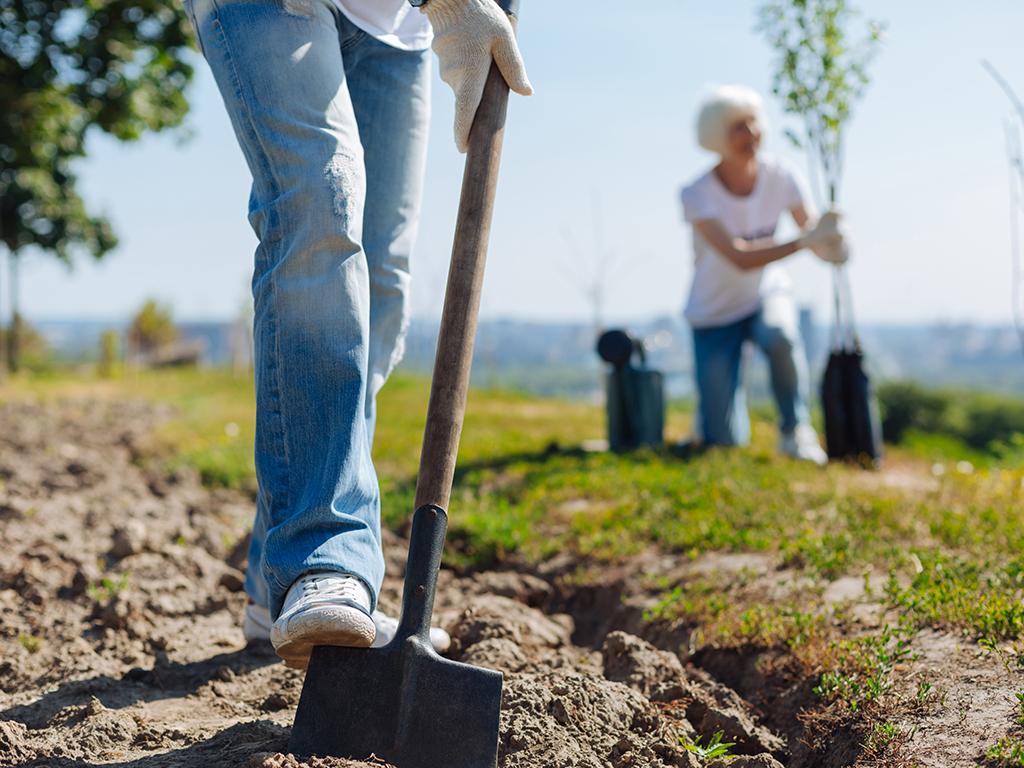 national trust tree planting