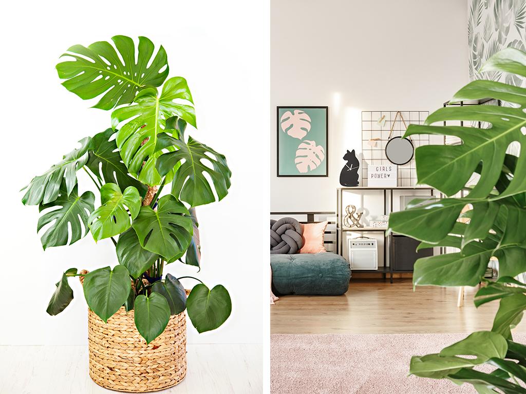 winter indoor plants
