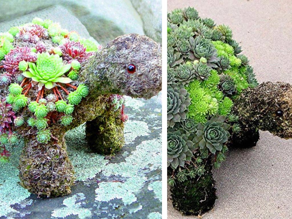 succulent turtle planter