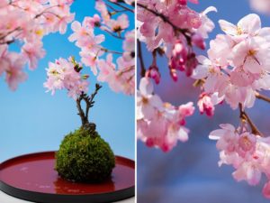 cherry blossom bonsai trees