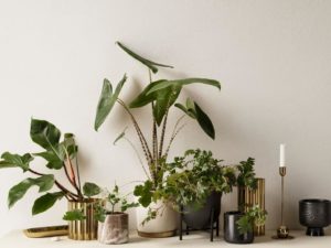 hm home decorative plants