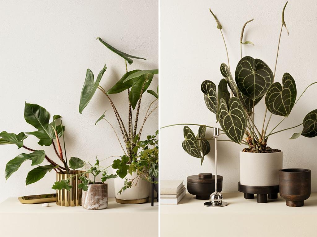 The Hm Home Decorative Plants Collection Is a Winter 2020 Must