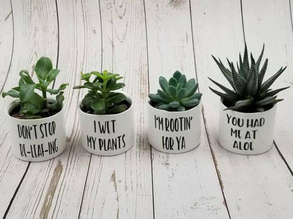 succulent planter ideas