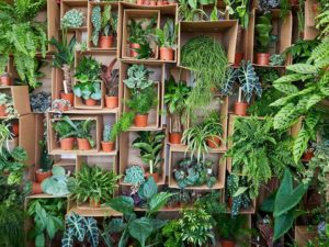 super sized houseplants