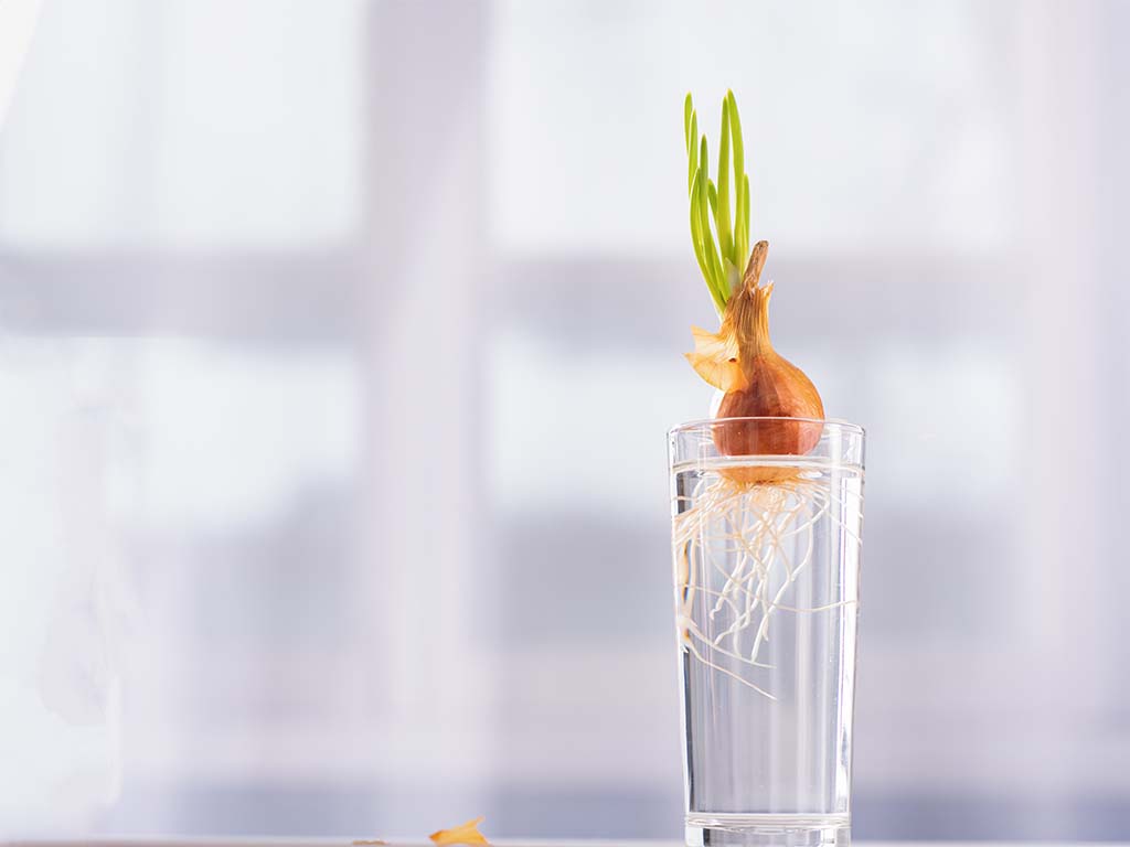 regrow vegetables water