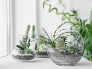 succulent studios
