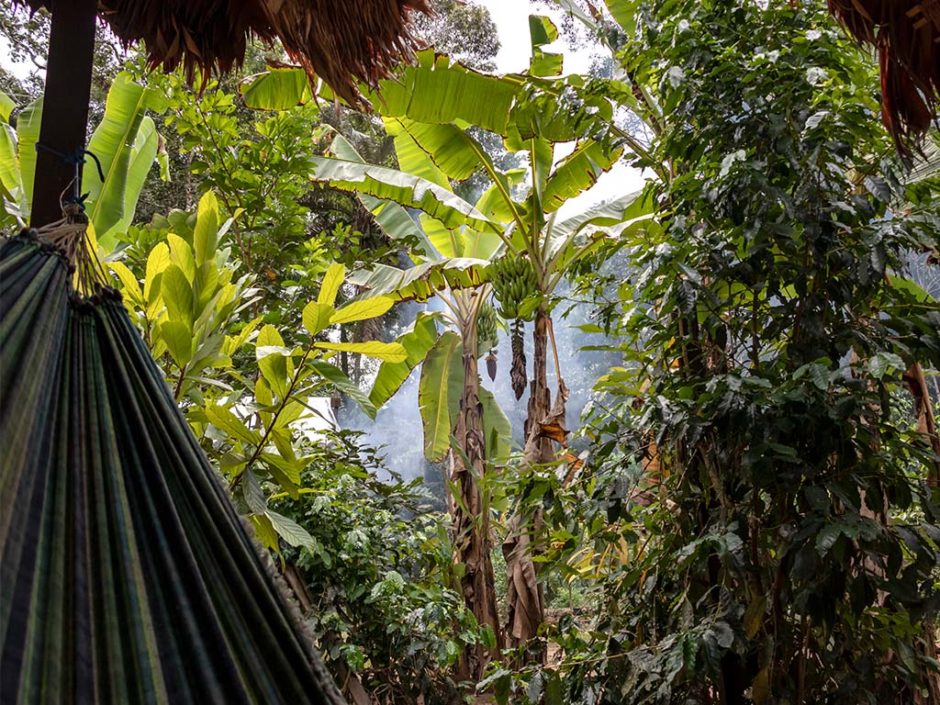 Best Virtual Rainforest Tours for the Ultimate Green Escape Inspiralist