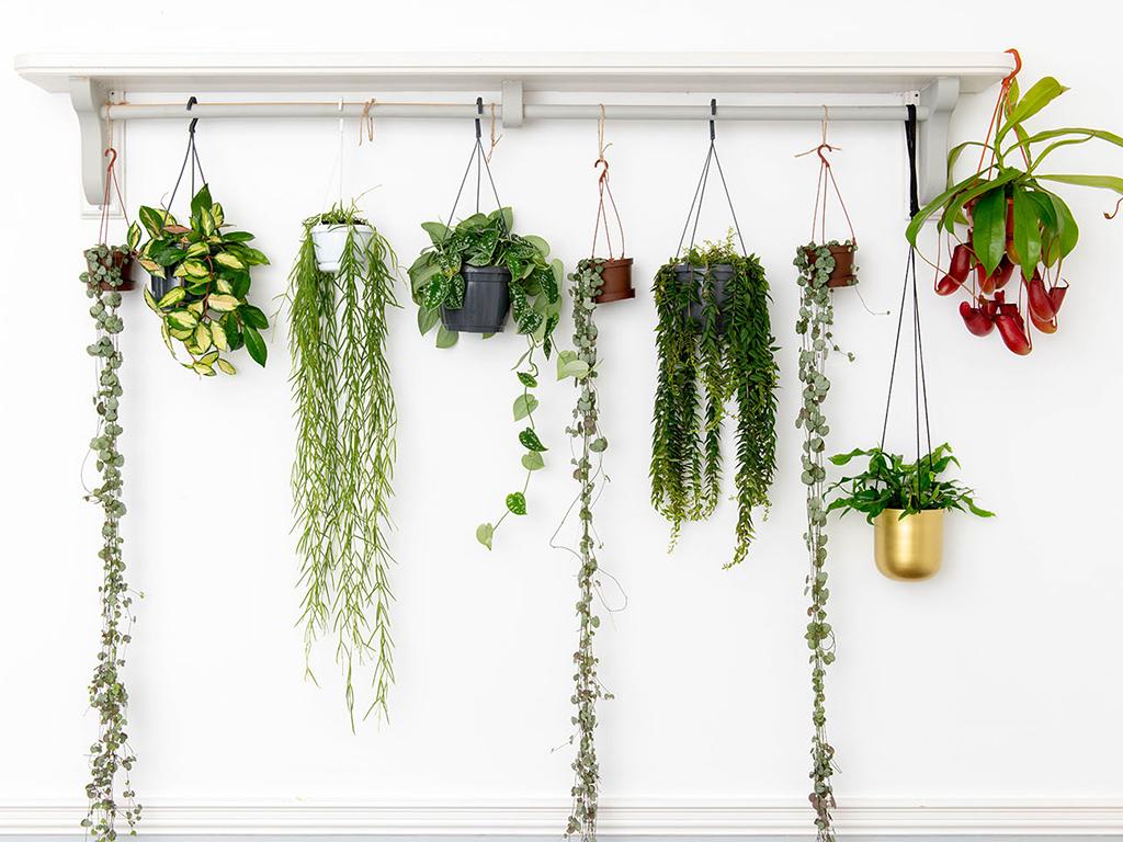 plant delivery services
