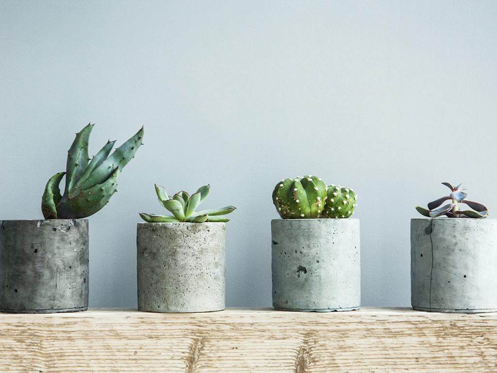 office desk plants