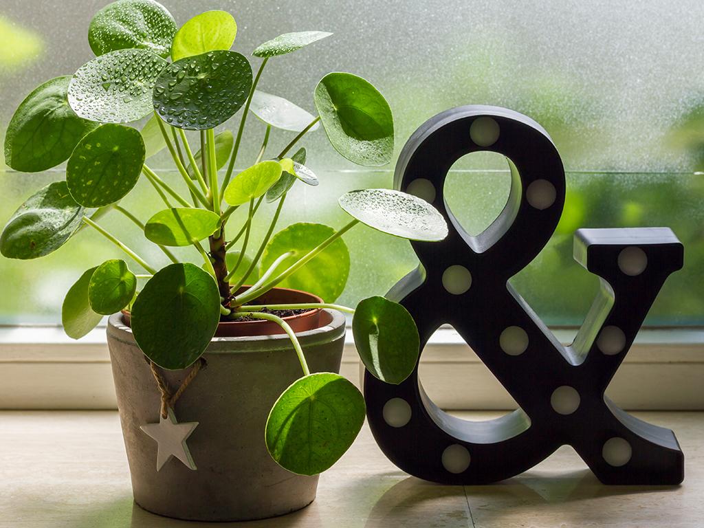 office desk plants