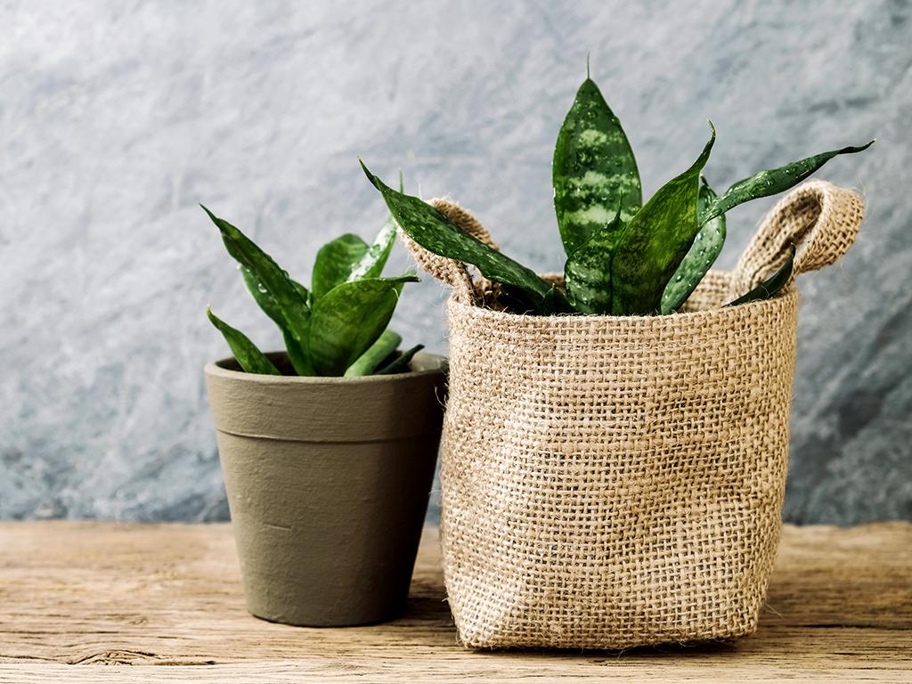 office desk plants