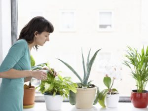plant delivery services
