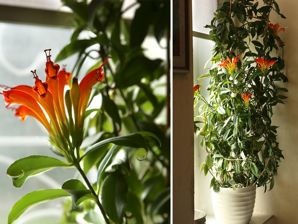 indoor climbing vine plants