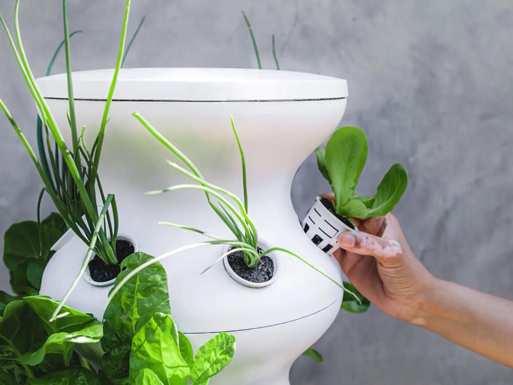 lettuce grow farmstand