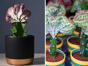 mermaid tail succulents