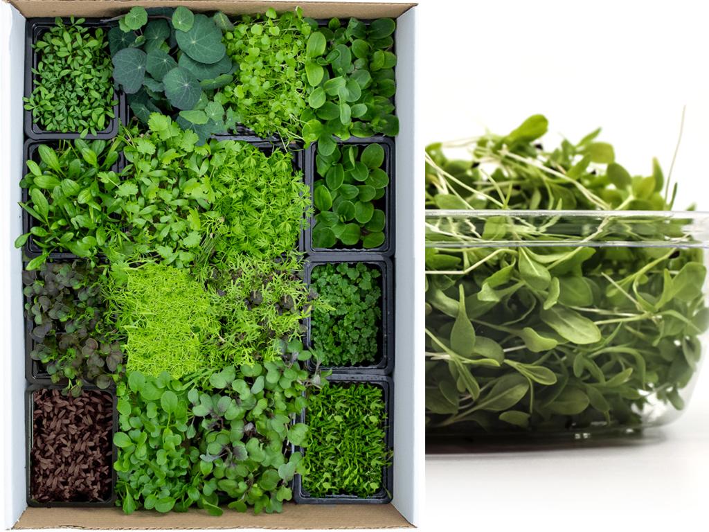 mini crops urban farm