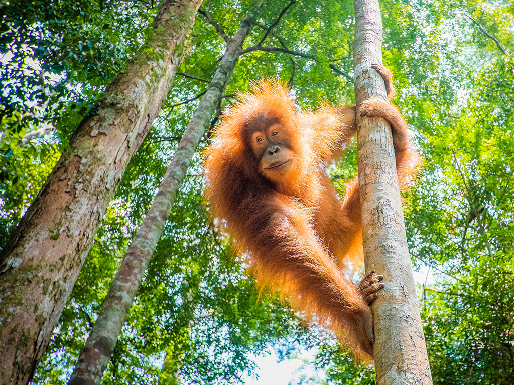 sustainable palm oil