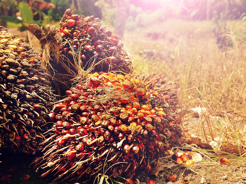 sustainable palm oil