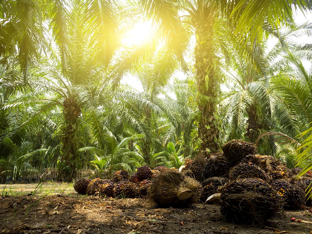 sustainable palm oil