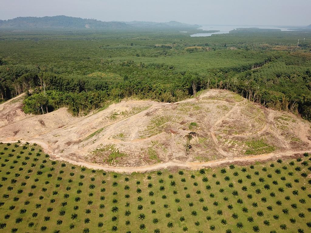 sustainable palm oil