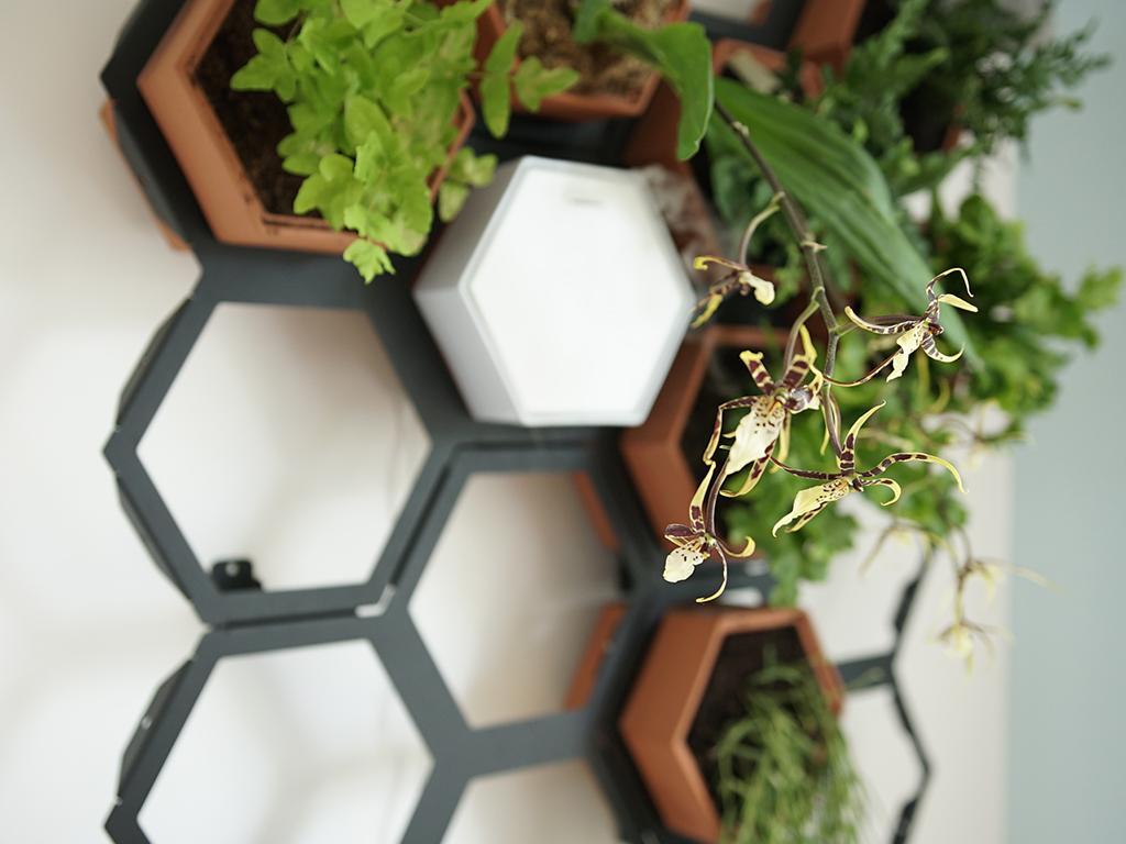 horticus living wall