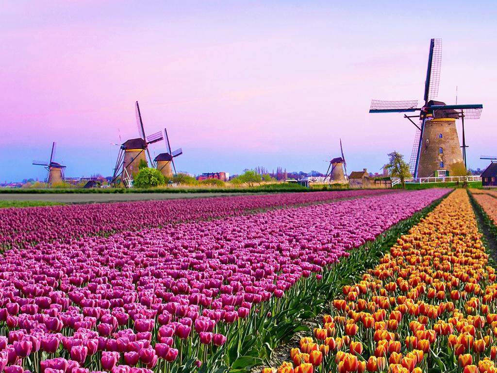 tulips in holland