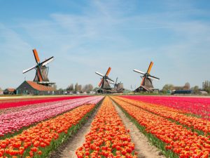 tulips in holland