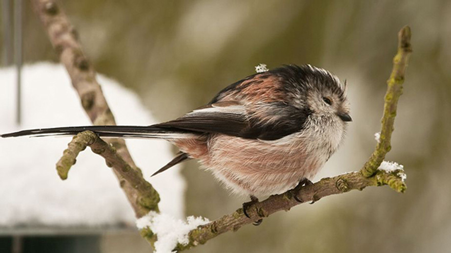 Look after our feathered friends