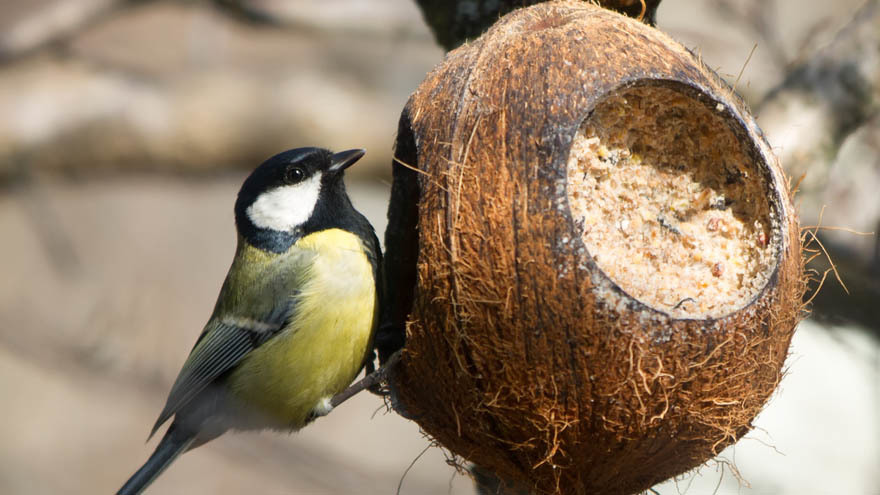 A Great Tit feeding Pic: Rex/Shutterstock