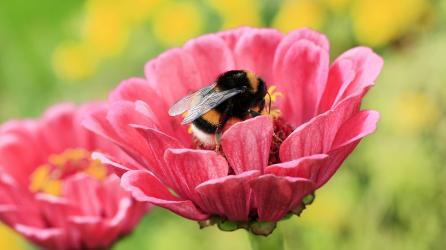 Bee getting nectar