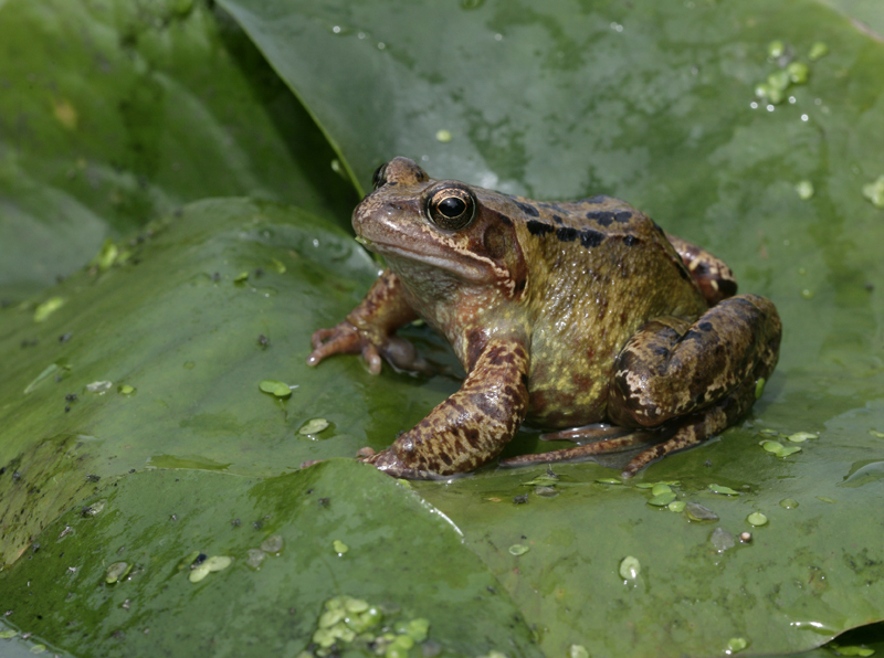 Frog on a lily pad