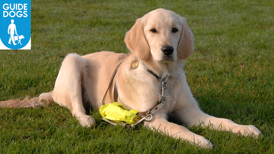 A Guide Dog puppy in training