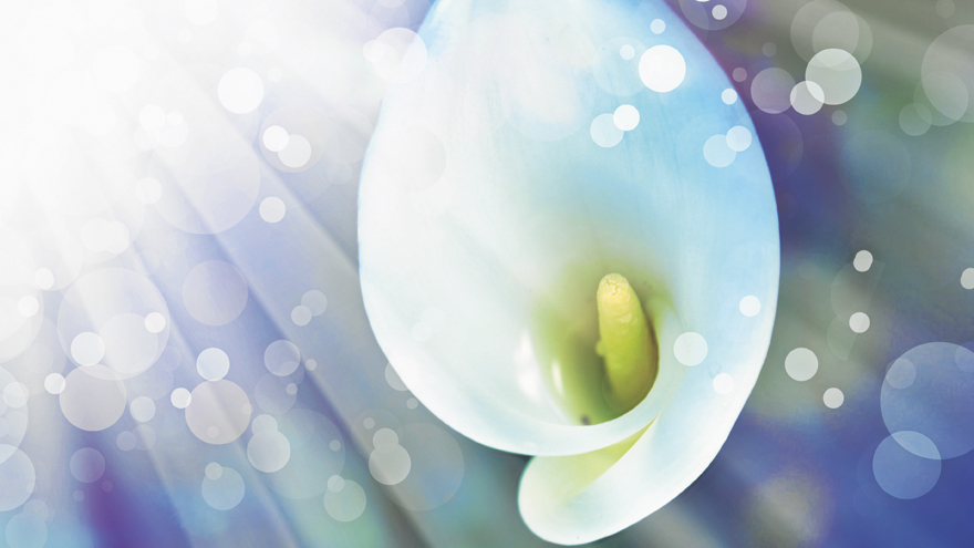 A lily illustration Pic: Rex/Shutterstock
