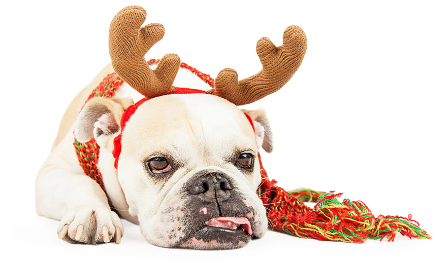 Cute bulldog t Christmas Pic: Rex/Shutterstock
