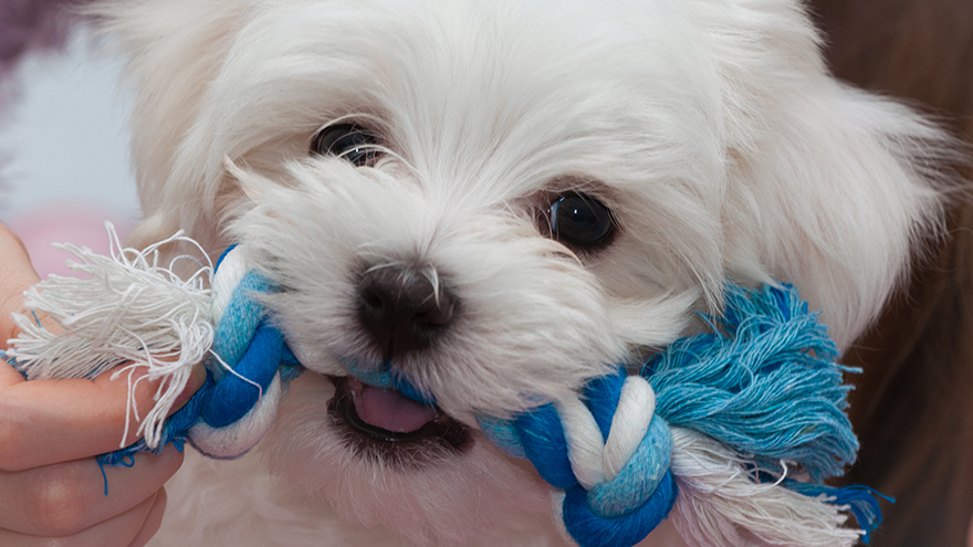 White cute dog Pic: Rex/Shutterstock