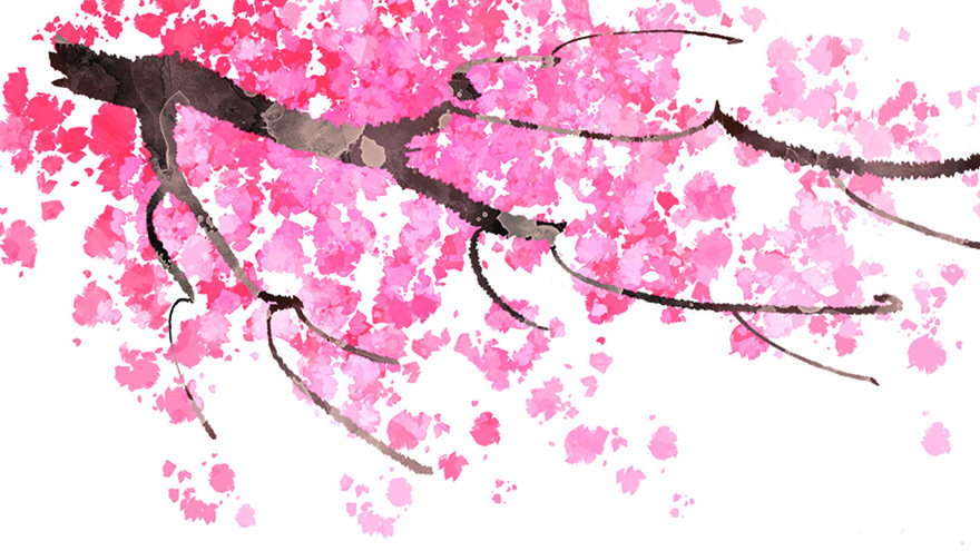 cherry blossom