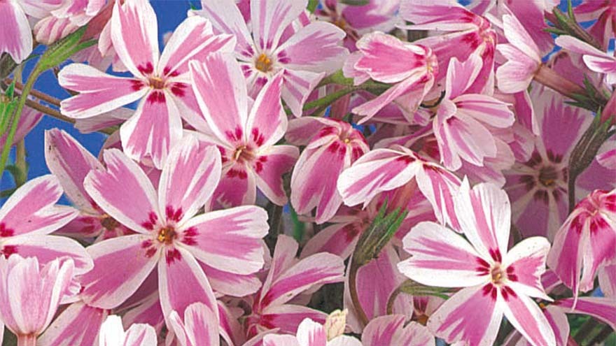 Cluster of white-edged candy pink flowers