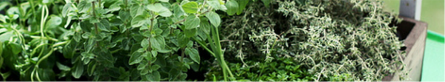 close up of green plants