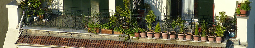 Potted plants on balcony in sunshine