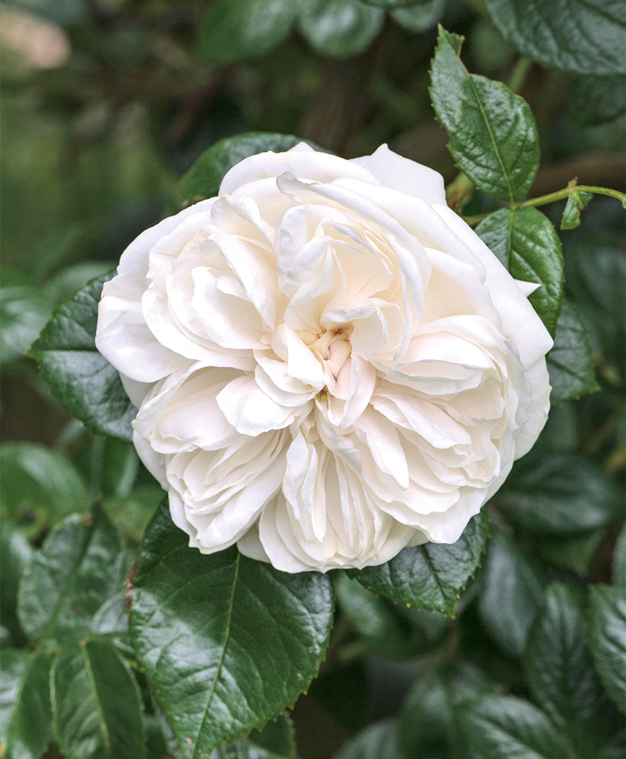 Old-fashioned ruffled white rose against dark green leaves