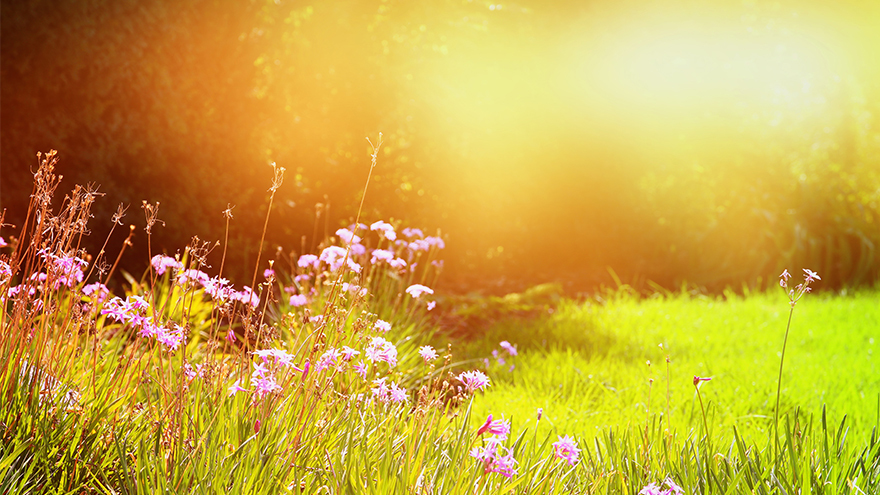 Pink wild flowers, green grass and hazy golden light