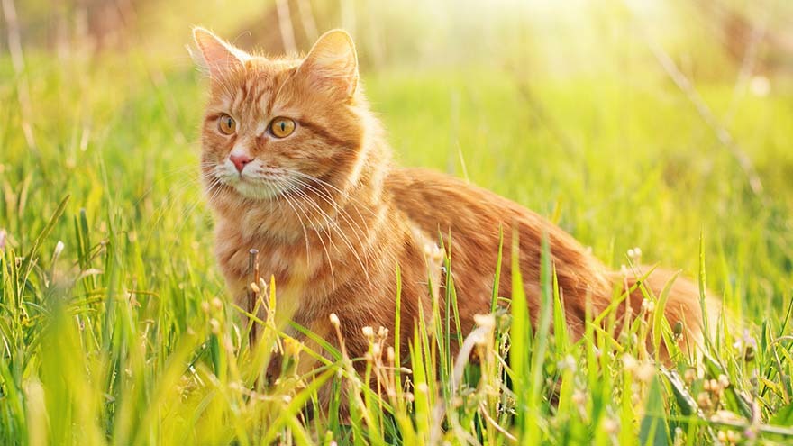 Alert ginger cat in green grass in Summer