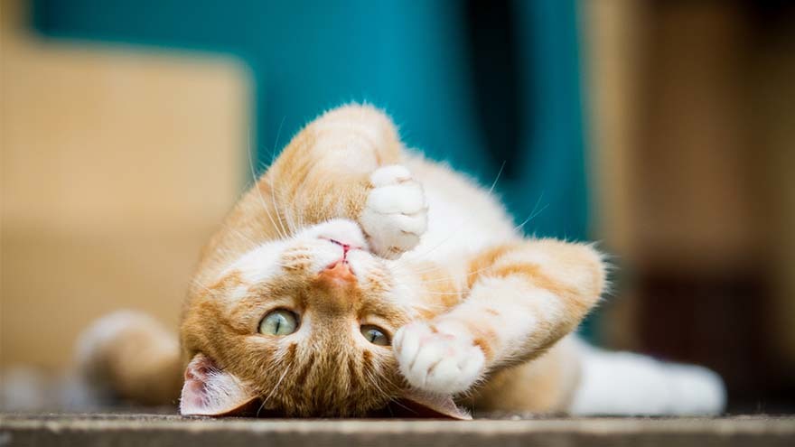 Playful ginger cat rolls on the floor, looking at camera upside down