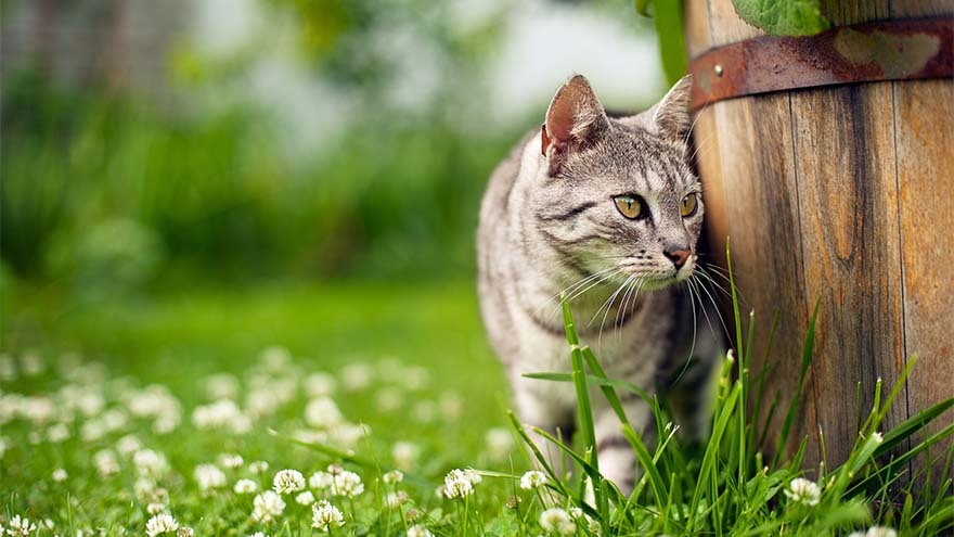 Tabby cat rubbing against wooden barrel standing in grass and daisies