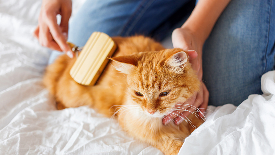 Woman combs a dozing cat's fur. Ginger cat's head lies on woman's hand.