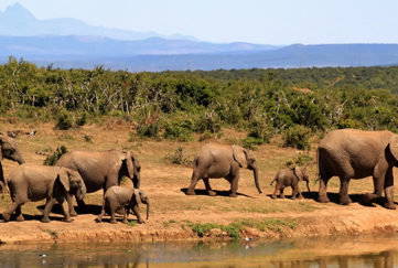 Herd of elephants walking by river