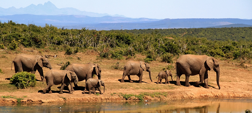 Herd of elephants walking by river